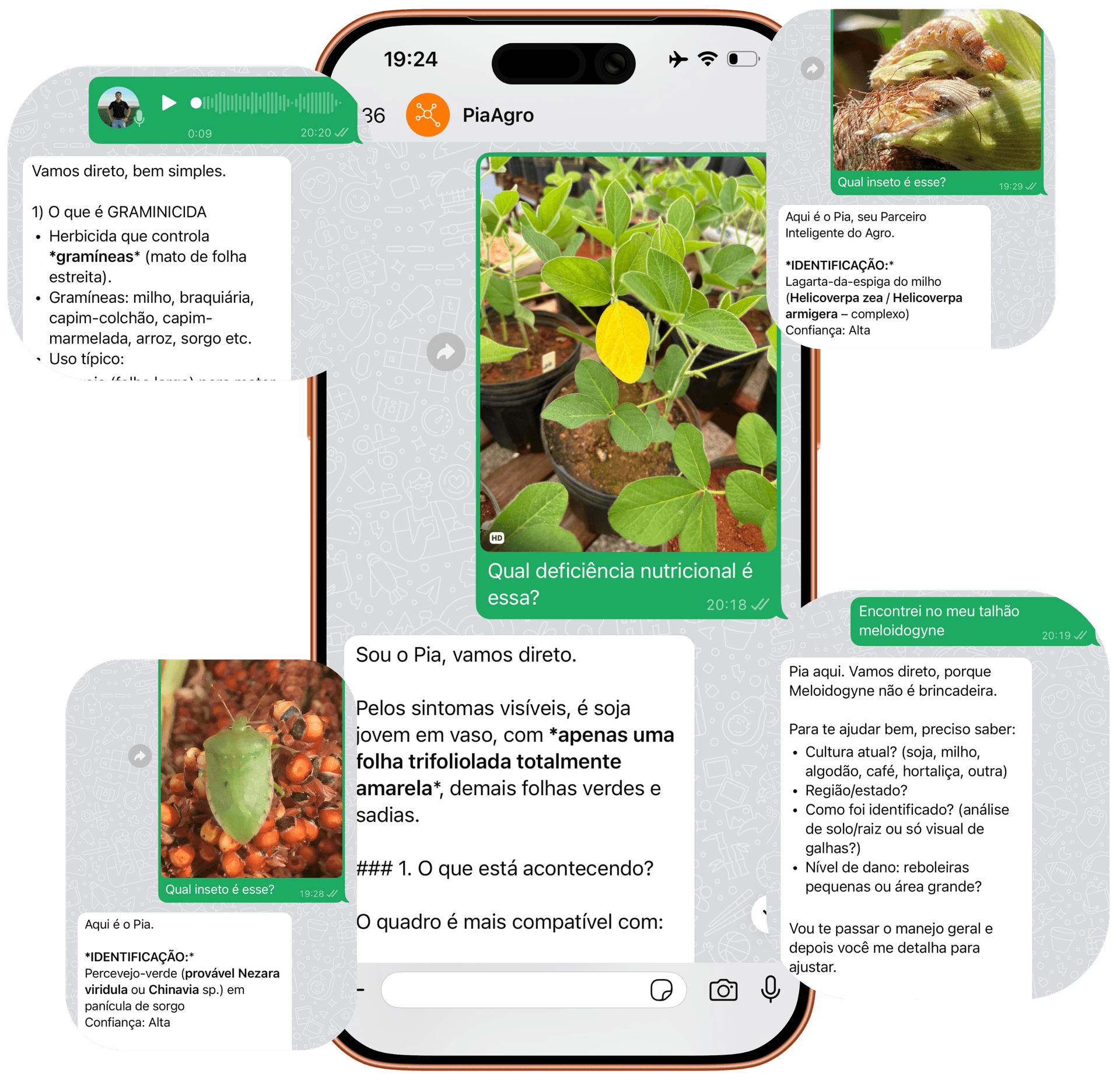 Exemplos reais de conversas no PiaAgro - identificação de pragas, análise de solo